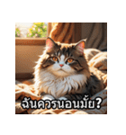 感情丸わかり！タイ語ネコの気持ちスタンプ（個別スタンプ：2）