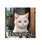 感情丸わかり！タイ語ネコの気持ちスタンプ（個別スタンプ：33）