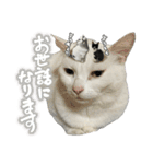ねこさんら（実写版）2（個別スタンプ：1）