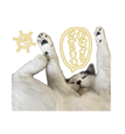 ねこさんら（実写版）2（個別スタンプ：2）