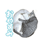 ねこさんら（実写版）2（個別スタンプ：3）