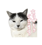 ねこさんら（実写版）2（個別スタンプ：4）