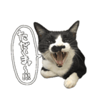 ねこさんら（実写版）2（個別スタンプ：5）