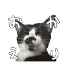 ねこさんら（実写版）2（個別スタンプ：6）