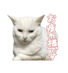 ねこさんら（実写版）2（個別スタンプ：7）