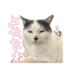 ねこさんら（実写版）2（個別スタンプ：8）