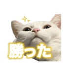 ねこさんら（実写版）2（個別スタンプ：9）