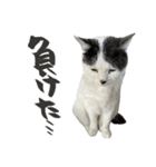 ねこさんら（実写版）2（個別スタンプ：10）