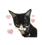 ねこさんら（実写版）2（個別スタンプ：11）