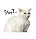 ねこさんら（実写版）2（個別スタンプ：12）