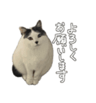 ねこさんら（実写版）2（個別スタンプ：13）