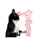 ねこさんら（実写版）2（個別スタンプ：14）