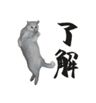 ねこさんら（実写版）2（個別スタンプ：15）
