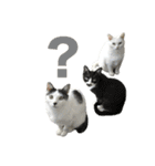 ねこさんら（実写版）2（個別スタンプ：17）