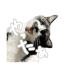 ねこさんら（実写版）2（個別スタンプ：19）