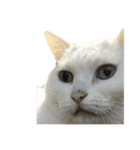 ねこさんら（実写版）2（個別スタンプ：20）