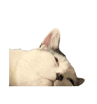 ねこさんら（実写版）2（個別スタンプ：22）