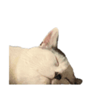 ねこさんら（実写版）2（個別スタンプ：23）