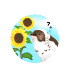 ジュウシマツ！夏に使えるスタンプ（個別スタンプ：9）