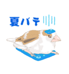 ジュウシマツ！夏に使えるスタンプ（個別スタンプ：13）
