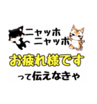 ニャッホニャッホで挨拶スタンプ（個別スタンプ：3）