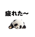 動く！パンダのぬいぐるみ（個別スタンプ：17）