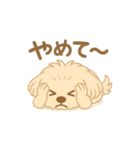かわいいマルプーのポム（個別スタンプ：10）