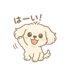 かわいいマルプーのポム（個別スタンプ：15）