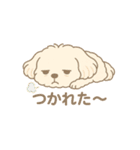 かわいいマルプーのポム（個別スタンプ：21）