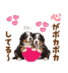 毎日使える！感情豊かなバーニーズ（個別スタンプ：1）