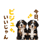 毎日使える！感情豊かなバーニーズ（個別スタンプ：2）