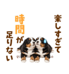 毎日使える！感情豊かなバーニーズ（個別スタンプ：3）