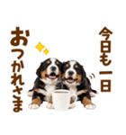 毎日使える！感情豊かなバーニーズ（個別スタンプ：5）