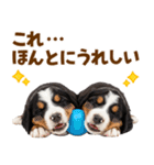 毎日使える！感情豊かなバーニーズ（個別スタンプ：6）