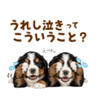 毎日使える！感情豊かなバーニーズ（個別スタンプ：7）