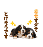 毎日使える！感情豊かなバーニーズ（個別スタンプ：8）