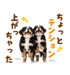 毎日使える！感情豊かなバーニーズ（個別スタンプ：9）