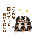 毎日使える！感情豊かなバーニーズ（個別スタンプ：11）