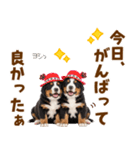 毎日使える！感情豊かなバーニーズ（個別スタンプ：12）