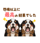 毎日使える！感情豊かなバーニーズ（個別スタンプ：13）