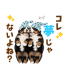 毎日使える！感情豊かなバーニーズ（個別スタンプ：15）
