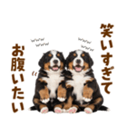 毎日使える！感情豊かなバーニーズ（個別スタンプ：16）