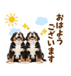毎日使える！感情豊かなバーニーズ（個別スタンプ：17）