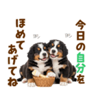 毎日使える！感情豊かなバーニーズ（個別スタンプ：18）