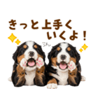 毎日使える！感情豊かなバーニーズ（個別スタンプ：19）
