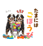 毎日使える！感情豊かなバーニーズ（個別スタンプ：20）