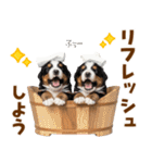 毎日使える！感情豊かなバーニーズ（個別スタンプ：21）