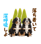 毎日使える！感情豊かなバーニーズ（個別スタンプ：22）