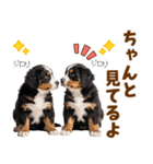 毎日使える！感情豊かなバーニーズ（個別スタンプ：23）