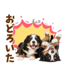 毎日使える！感情豊かなバーニーズ（個別スタンプ：24）